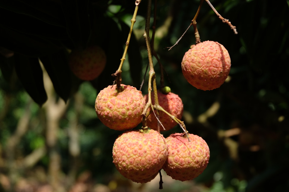 目前，该省按照VietGAP标准生产的荔枝种植面积1.5万公顷，按照GlobalGAP标准生产的荔枝种植面积达218公顷，获得美国、日本和中国签发的种植区代码。