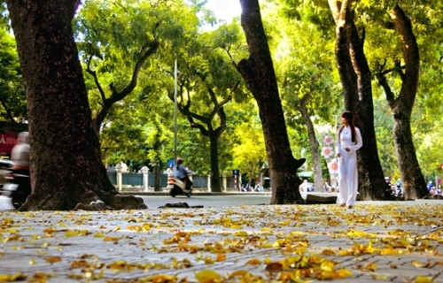 一片片枯黄的人面子叶轻轻地从树上飘落下来，景色使路边少女着迷。（图片来源：越南人民军队报）