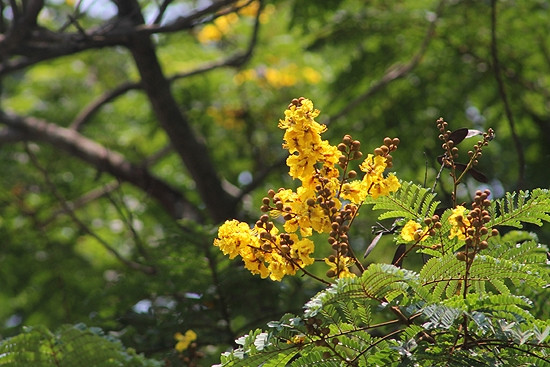 树上寥寥几朵金凤花还保留着生机。（图片来源：越南人民军队报）