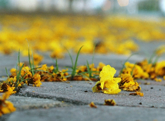 随风而落的金凤花铺满一地金黄。（图片来源：越南人民军队报）