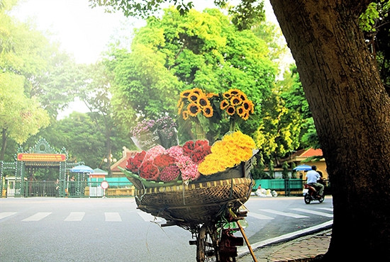 金秋气息迎面而来（图为梅春赏街头）。（图片来源：越南人民军队报）