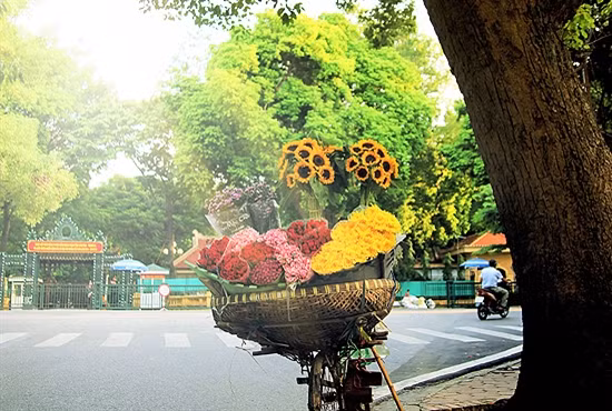 金秋气息迎面而来（图为梅春赏街头）。（图片来源：越南人民军队报）