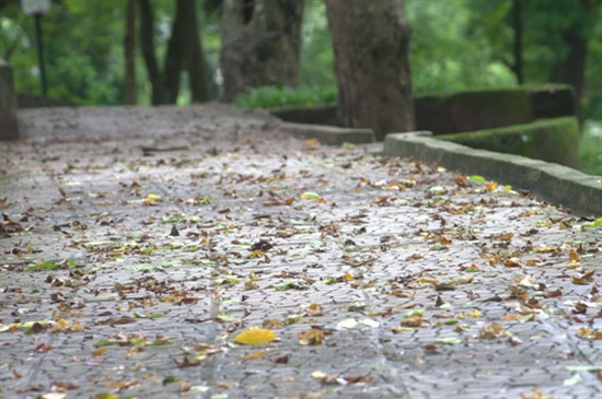 百草公园里地上铺满落叶。（图片来源：越南人民军队报）