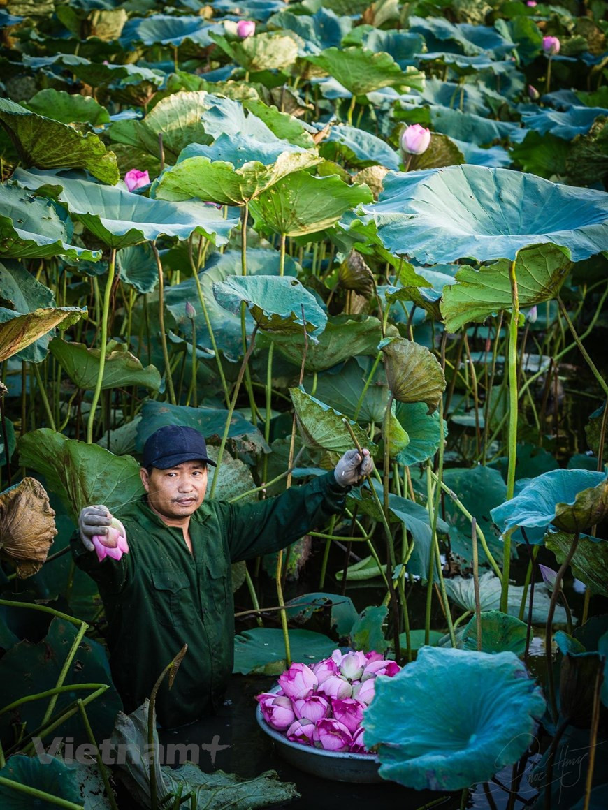 河内市富川县皇龙乡古皇村村民阮文平先生表示，为了制作清晨的莲花茶，他在太阳未升起时来到莲花潭，摘下各朵莲花花苞。刚摘回来的夏初重台莲花淡淡的清香扑鼻而来，香远益清。这就是茶叶爱好者品尝莲花茶的时候。清晨的莲花茶是雪山古树茶与重台莲花的结晶。图：Vietnam+
