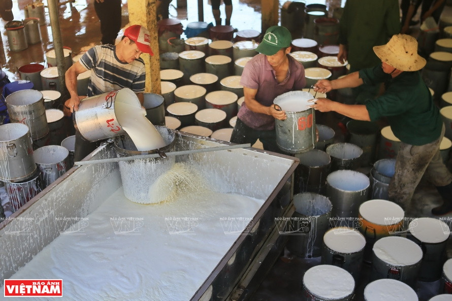 广治省在橡胶胶乳提取和加工行业中具有潜力和优势。图自越通社/越南画报