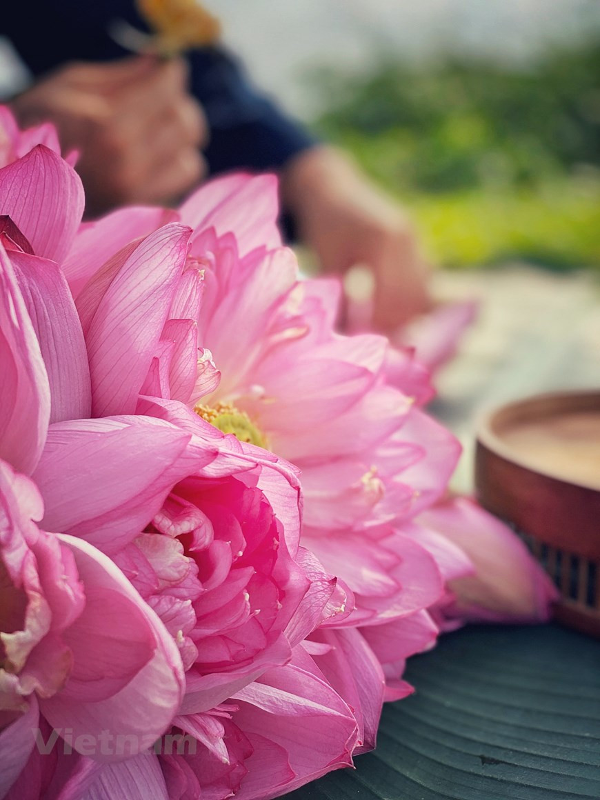 重台莲是河内人一种珍贵的莲花品种。特别，在此次体验，请跟我们记者一起在距首都中心40公里的有机莲花潭畔品尝一壶莲花茶。不知从何时起，本就以讲究精致饮食而闻名的河内人喜欢上了莲花茶。只要喝上一小口西湖莲花茶，河内人就如登仙境。图为夏季初绽放的重台莲花。图：Vietnam+
