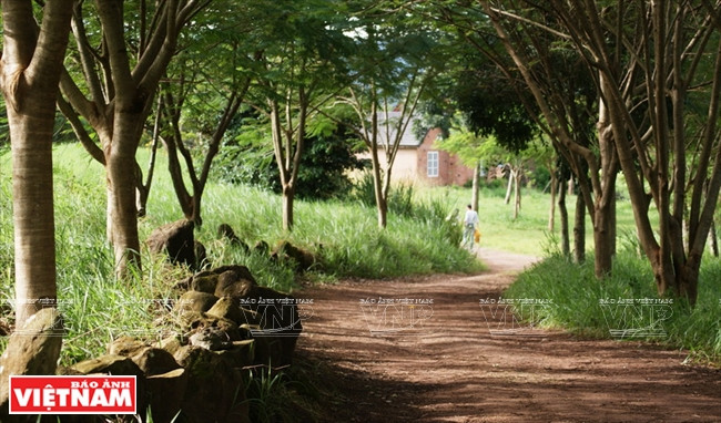 庄园绿荫蔽日的道路（图片来源：越通社）