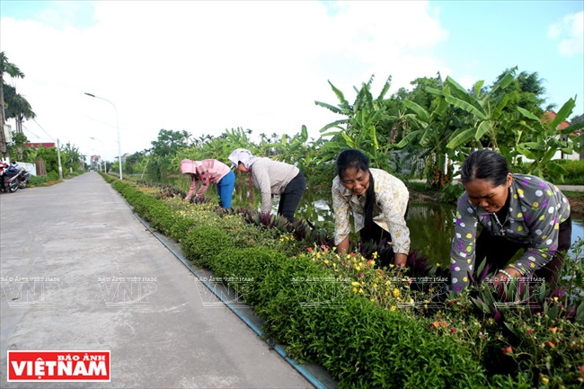 海后县居民区内种着美丽的花卉。