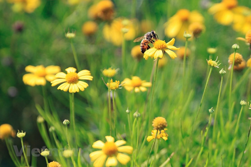 金毛菊株高约15～30cm，茎枝极细致，成株容易倒伏。羽状复叶，小叶线状披针形。图自Vietnam+