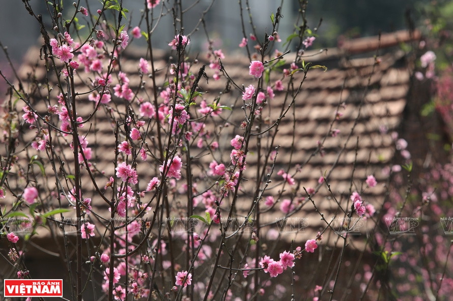 桃花是河内乃至越南每逢春节的代表性花卉。春节到来，桃花的红色又染红了每个大街小巷。图自《越南画报》