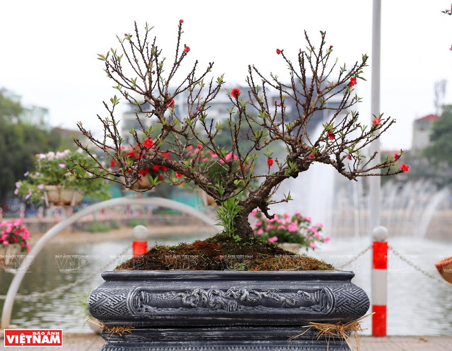 日新桃花品牌不仅在国内知名而且在国外也是闻名遐迩。图自《越南画报》