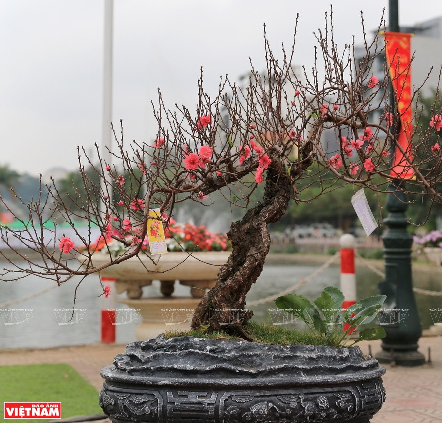 每年在农历新年来临之际，每支桃花又给生活在海外的越南侨胞带来家乡的气息。图自《越南画报》