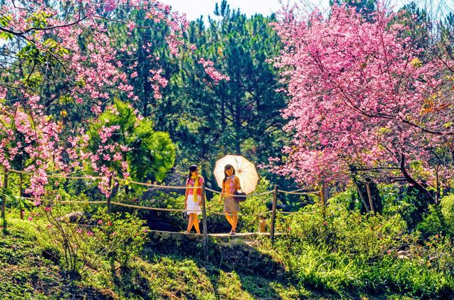 大叻市之春。（图片来源：人民报）