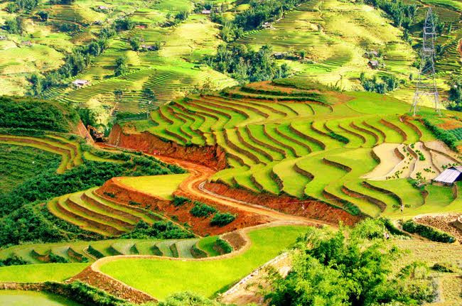芒花谷黎明。（图片来源：人民报） 