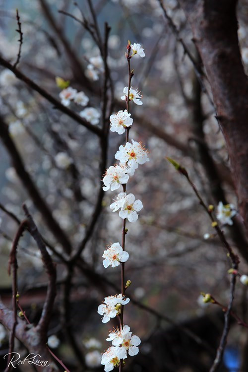 晚开的梨花（图片来源：人民军队报）
