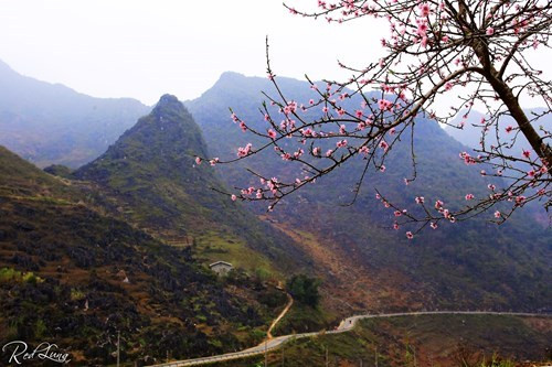 从猫王私营至同文岩石高原的路上，处处皆是盛开的美丽桃花（图片来源：人民军队报）