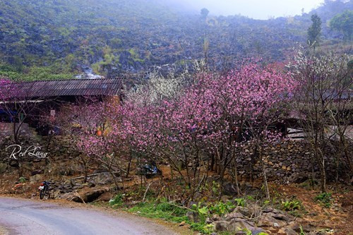 红色桃花和洁白梨花拥抱着同文岩石高原上的房屋（图片来源：人民军队报）