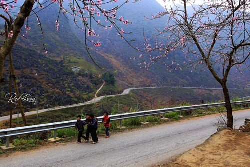 从猫王私营至同文岩石高原的路上，处处皆是盛开的美丽桃花（图片来源：人民军队报）