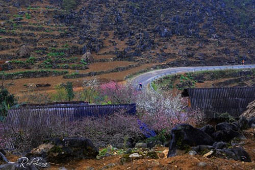 红色桃花和纯洁梨花盛开（图片来源：人民军队报）