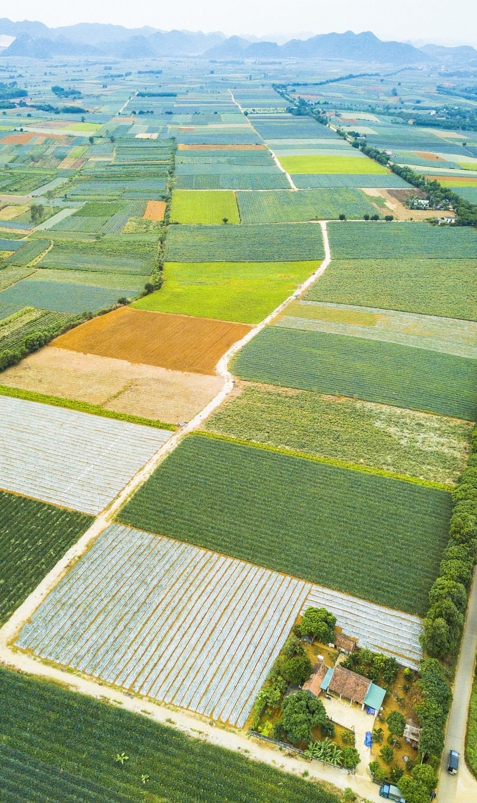 五颜六色的宁平省童谣菠萝田。（图片来源：越通社）