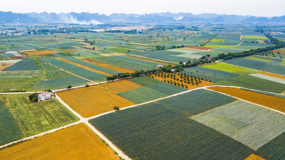 五颜六色的宁平省童谣菠萝田。（图片来源：越通社）