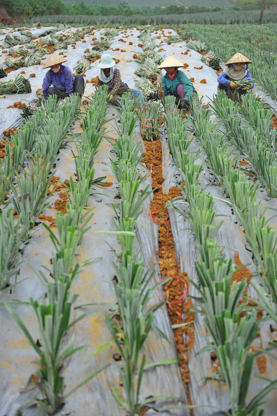 农民们在菠萝田收割。（图片来源：越通社）