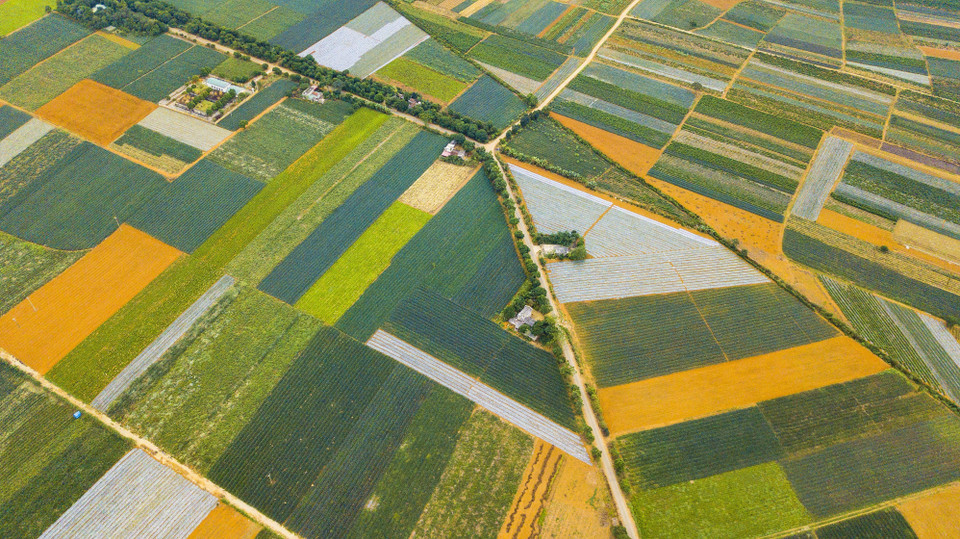 七颜六色的宁平省童谣菠萝田。（图片来源：越通社）