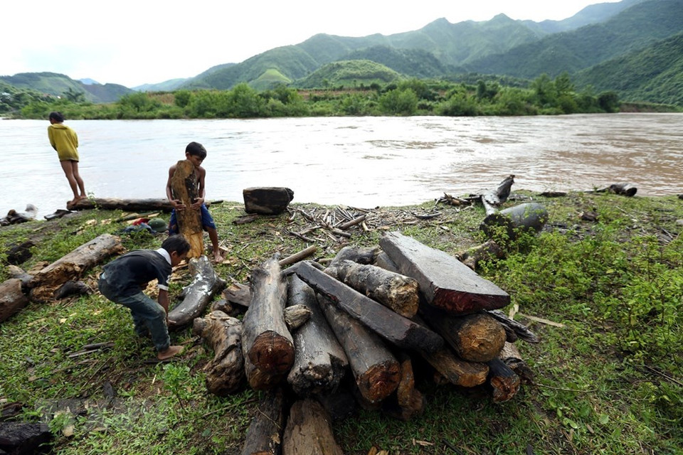 每逢涨大水,当地村民和孩子都会在河边打捞木柴。越通社记者 潘俊英 摄