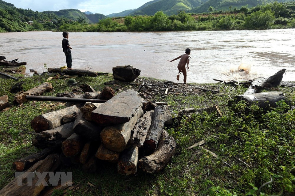 每逢涨大水,当地村民和孩子都会在河边打捞木柴。越通社记者 潘俊英 摄