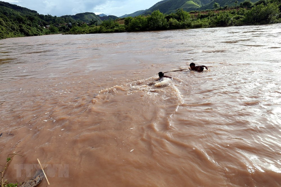 儿童们在洪水中冒着生命危险收集木柴。 越通社记者 潘俊英 摄
