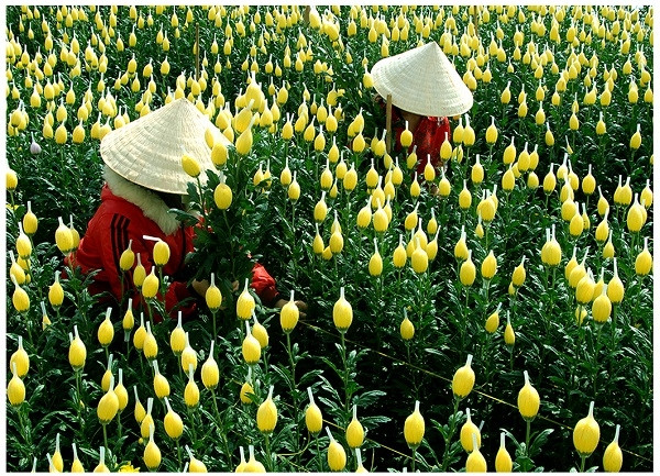 大叻花季收货（图片来源：越南边防报）