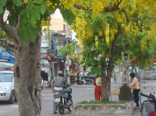 在阿勃勒树下休息，瞻仰穿过一娄娄阳光中的阿勃勒花，心里自然觉得轻松宁静，阿勃勒花缓解了西贡的炎热（图片来源：baophapluat.vn）