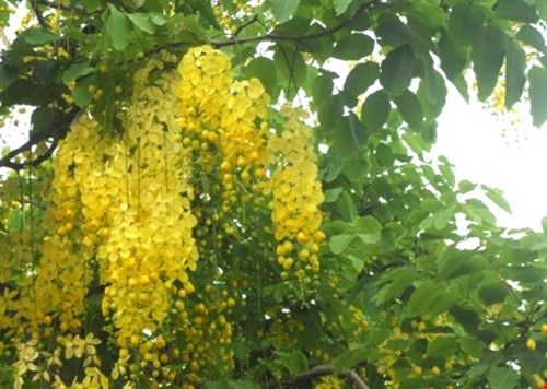 阿勃勒树阴下，西贡人常常放置一桶凉水，让劳动者在劳累谋生之后可停步休息（图片来源：baophapluat.vn）