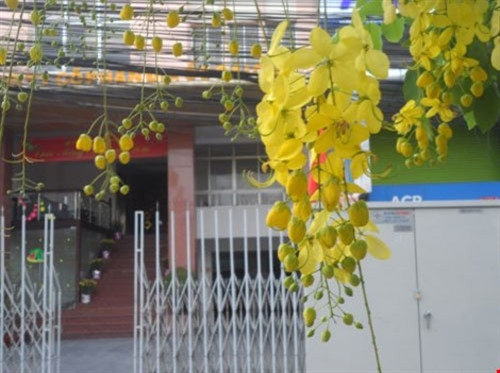 生活在奠边府路附近的四先生称，阿勃勒虽然可常年开花，但最盛开的季节就是每年3月至4月份。今年，阿勃勒比往年早开了（图片来源：baophapluat.vn）