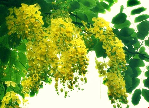 阿勃勒名称很多，但“蜂虿花”是最常见的，因为盛开时花蕊像虿花尾巴一样弯曲（图片来源：baophapluat.vn）