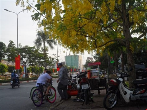在繁忙的城市生活节奏中，阿勃勒仍盛开着美丽的花朵，构成一个富有诗意、安详的西贡（图片来源：baophapluat.vn）