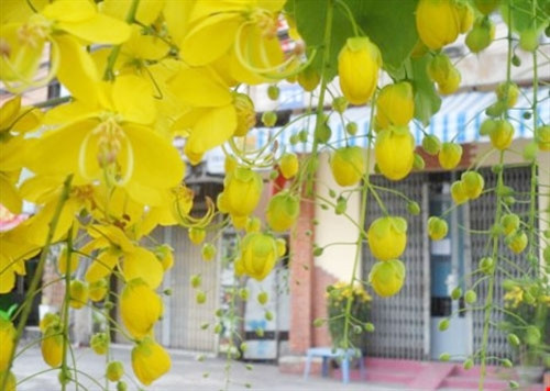 阿勃勒名称很多，但“蜂虿花”是最常见的，因为盛开时花蕊像虿花尾巴一样弯曲（图片来源：baophapluat.vn）