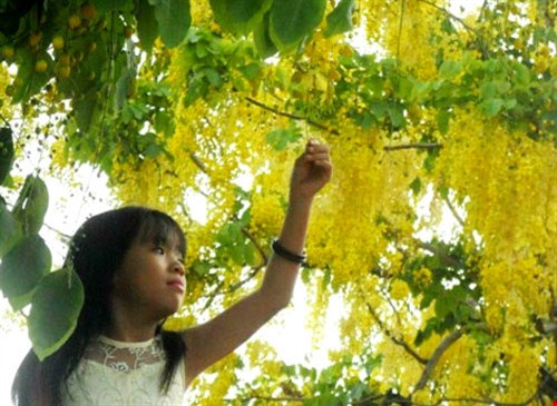 胡志明市很多条街都盛开着阿勃勒，尤其是逢太阳大的天气，其黄金颜色更加诱人（图片来源：baophapluat.vn）