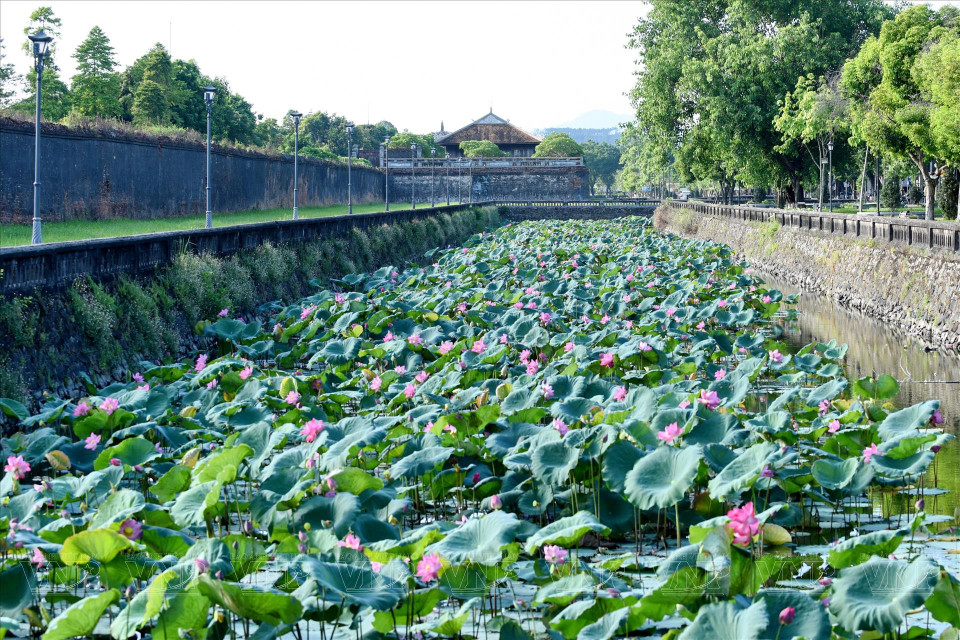 顺化宫廷古香古色的建筑与清秀脱俗的莲花融合，给顺化市带来别开生面的色彩。图自 越南画报