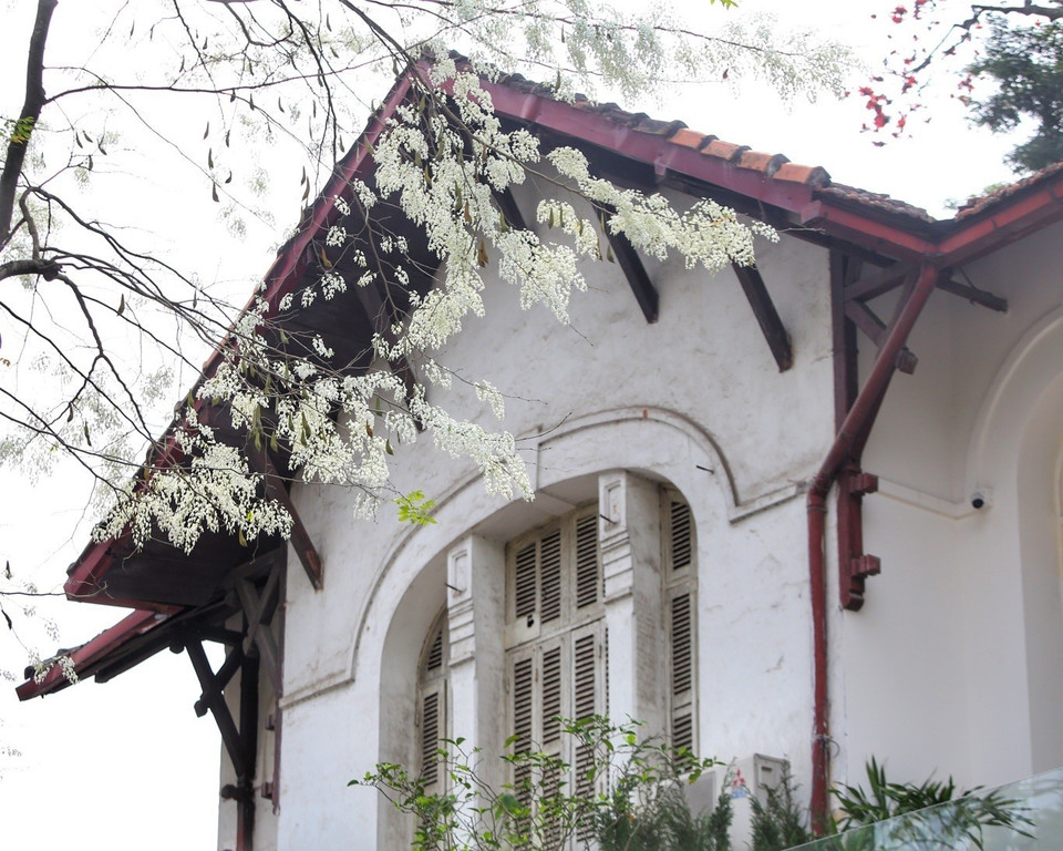 白色黄檀花点缀着河内各条街道，让春天景色更具诗情画意。图自越通社