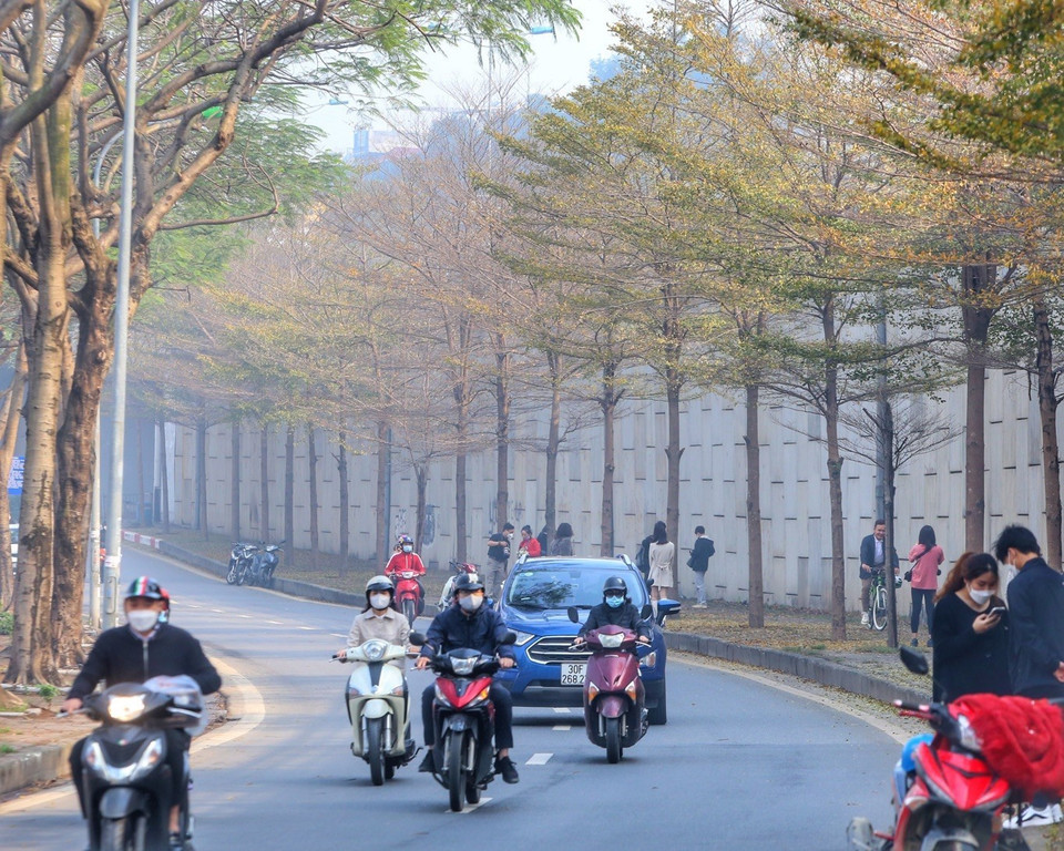 在柚子街道，榄仁树叶悄然变黄，景色迷人。图自越通社