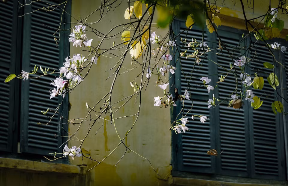 羊蹄甲花在奠边府市盛开。图自越通社