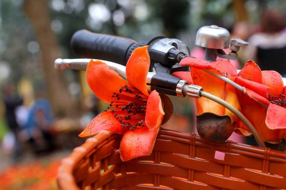 木棉花拥有五片强劲曲线的花瓣，包围一束绵密的黄色花蕊，层次分明,质感厚实，收束于紧实的花托，花朵差不多有饭碗那么大，迎着阳光自树顶端向下蔓延。图自越通社