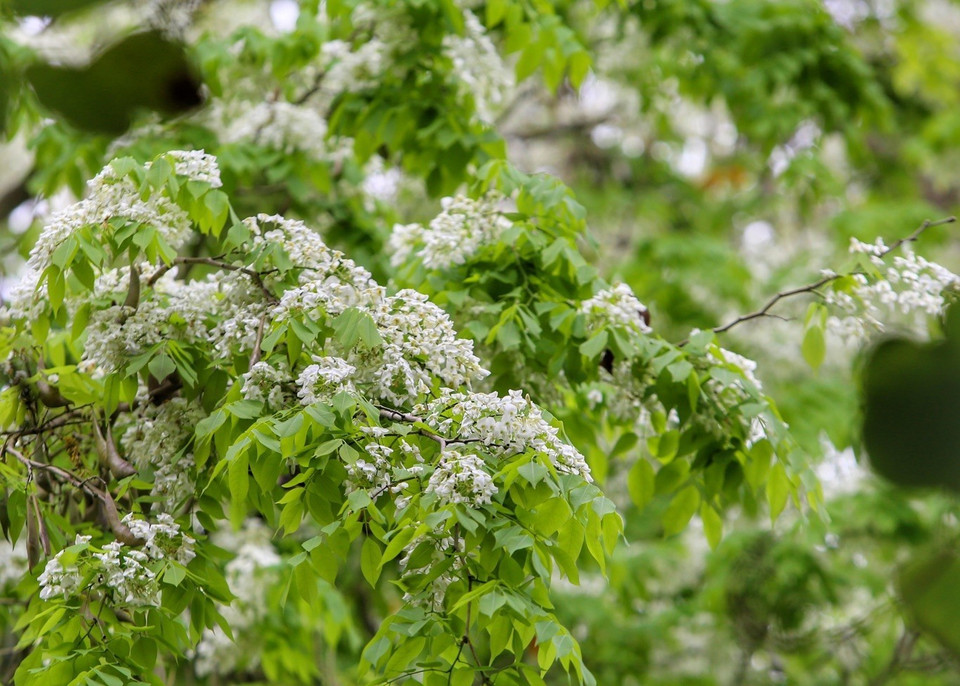 白如雪的黄檀花覆盖着首都河内的一角。图自越通社