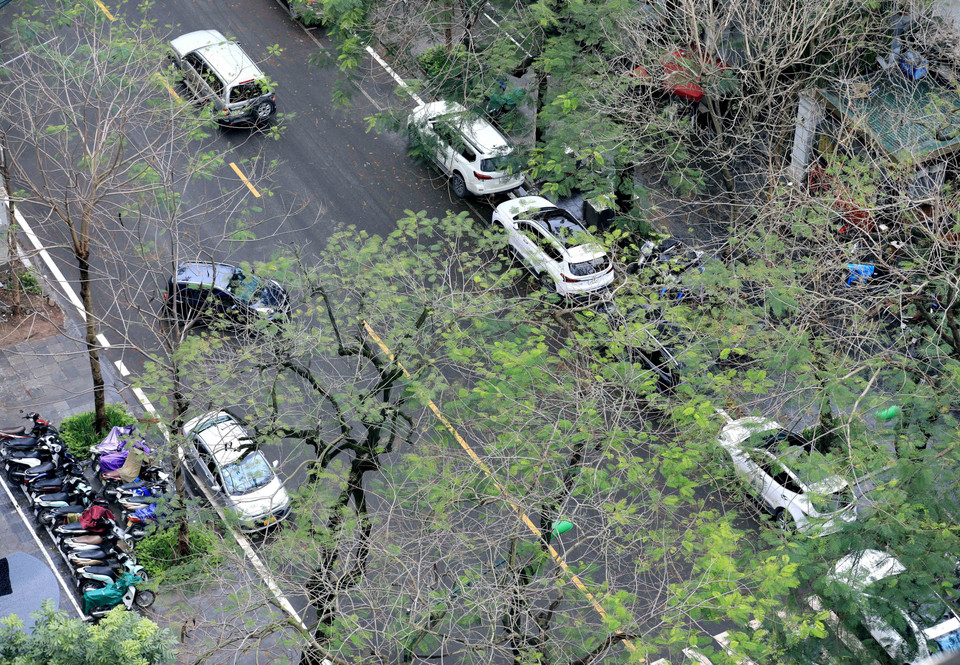 李常杰街上的罗望子树。图自越通社