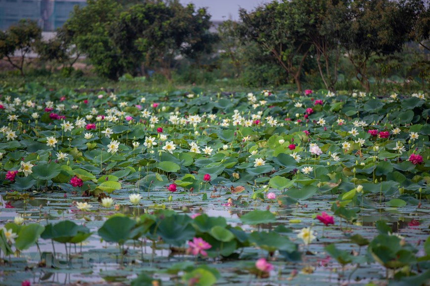 该莲花池直属越南农业学院。目前当地研究种植和栽培多种十分优越的莲花花种，如同塔莲花、古芝莲花、顺化莲花、中国莲花、亚洲莲花、澳大利亚莲花等。这是越南全国种植的莲花花种最多的地方。每逢夏天到来时，该莲花池又吸引众多游客前来参观拍照。图自Vietnam+