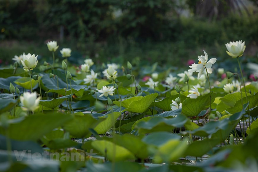 莲花象征着越南少女的纯洁、简朴之美。莲花清新、高雅、纯洁也代表着越南人的性格与心灵。在越南民间歌谣中，莲花是君子高洁的写照，是爱情的象征，是美妙女子的比喻。正因如此，莲花深受越南人的喜爱，甚至被视为越南的国花。在越南有各种各样的莲花，有白色的、绿色的、紫色的、红色的。图自Vietnam+