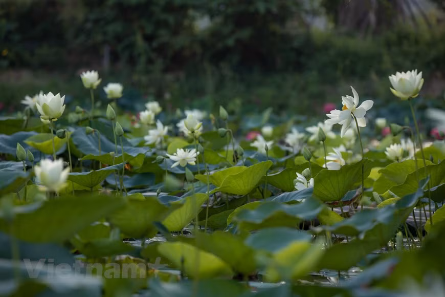 莲花象征着越南少女的纯洁、简朴之美。莲花清新、高雅、纯洁也代表着越南人的性格与心灵。在越南民间歌谣中，莲花是君子高洁的写照，是爱情的象征，是美妙女子的比喻。正因如此，莲花深受越南人的喜爱，甚至被视为越南的国花。在越南有各种各样的莲花，有白色的、绿色的、紫色的、红色的。图自Vietnam+