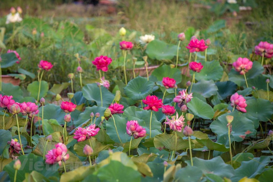 每逢夏天到来时，越南全国各乡村都能见到茫茫荡荡、香浓迷人的莲花池。该莲花池由吕进侠先生负责管理，总面积约7.5公顷，是越南全国种植的莲花花种最多的地方。每逢夏天到来时，该莲花池又吸引众多游客前来参观拍照。但在新冠肺炎疫情的背景下，参观游客必须遵守卫生部5K原则。图自Vietnam+