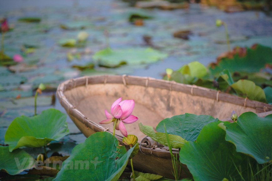 莲花池管理人员吕进侠先生说，这里所种植和保护越南和世界多种宝贵莲花，如同塔莲花、古芝莲花、顺化莲花、中国莲花、亚洲莲花、澳大利亚莲花等。这是越南全国种植的莲花花种最多的地方。每逢夏天到来时，该莲花池又吸引众多游客前来参观拍照。图自Vietnam+